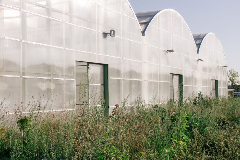 A large greenhouse with a curved, translucent plastic exterior featuring three arching roof sections and three green-framed doorways along its side. Surrounding the greenhouse is overgrown vegetation,