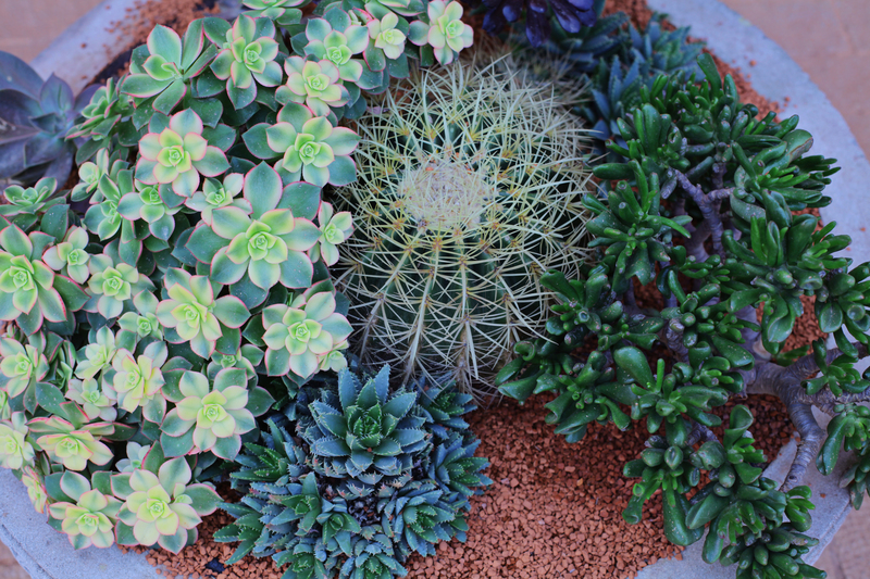 Shape Your Secluded Outdoor Escape with Smart Choices of Tall-Potted Plants