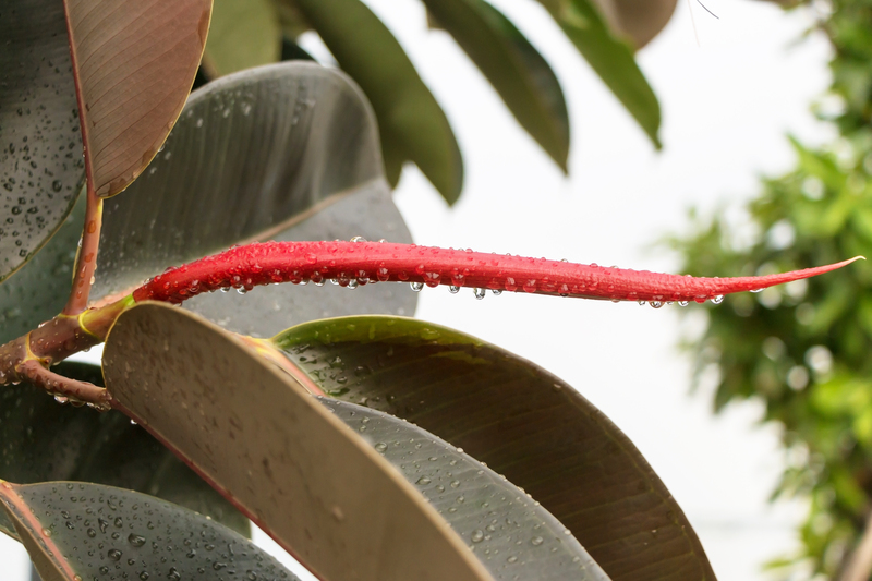 Lawn care lawn maintenance